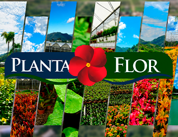 Planta Flor